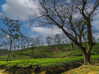 Sreemangal